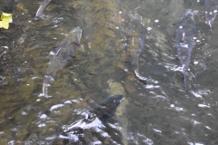 Upstream, a few exhausted, battered salmon rest a while.