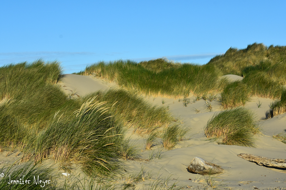 Grassy dune.