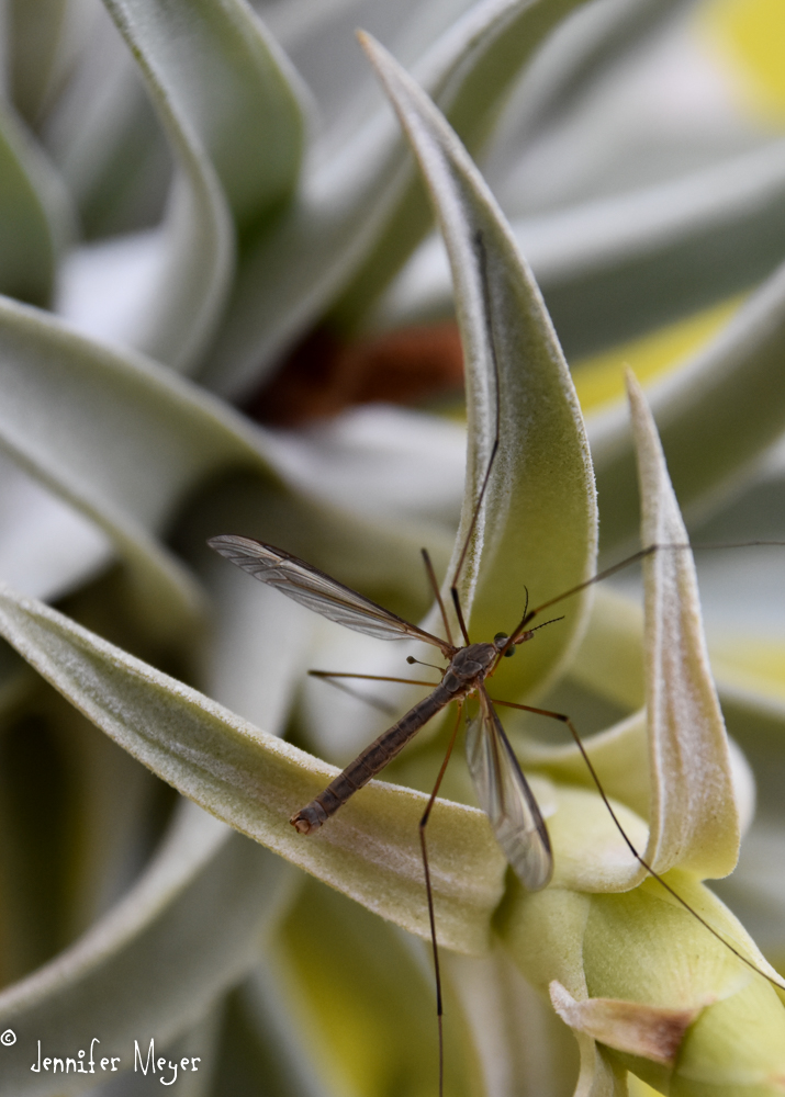 Bug on a plant.
