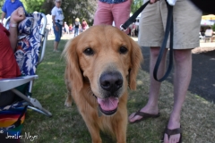 We met an old friend and his dog.