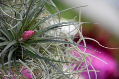 A flowering air plant.