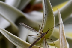 Bug on a plant.