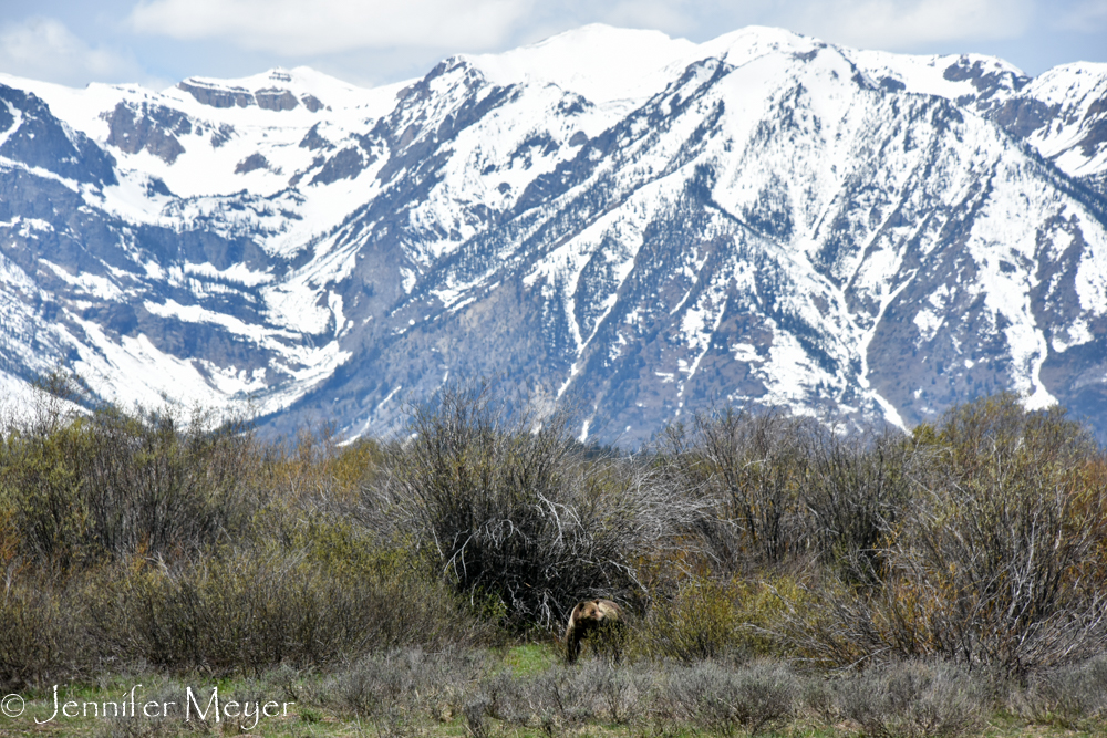 A mama grizzly in the willows.