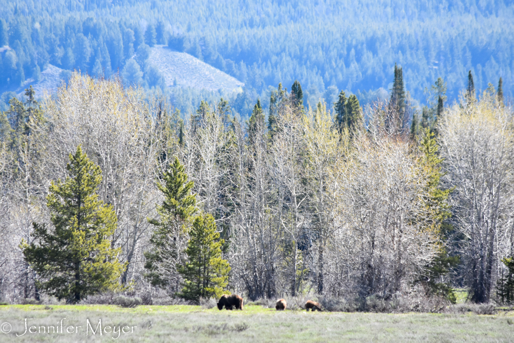 One more glimpse of Mama Bear and her cubs.