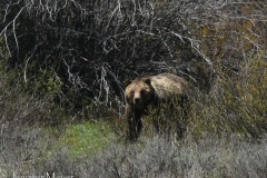 She ermerges and surveys the crowd.