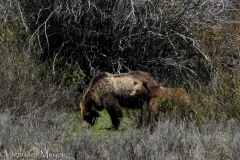 Soon followed by one of her cubs.