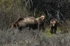 There's the second cub!