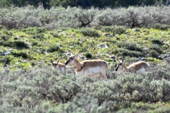 Some pronghorn antelope.