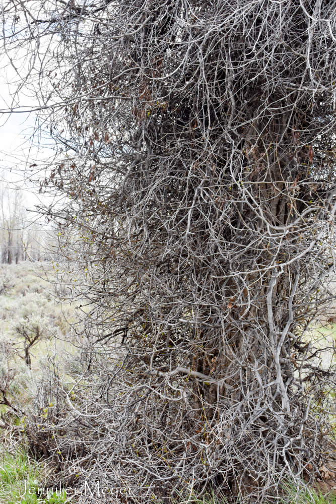 These are very formidable trees.