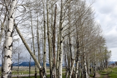 No leaves on these birches yet.
