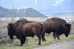 But we saw several stray buffalo.