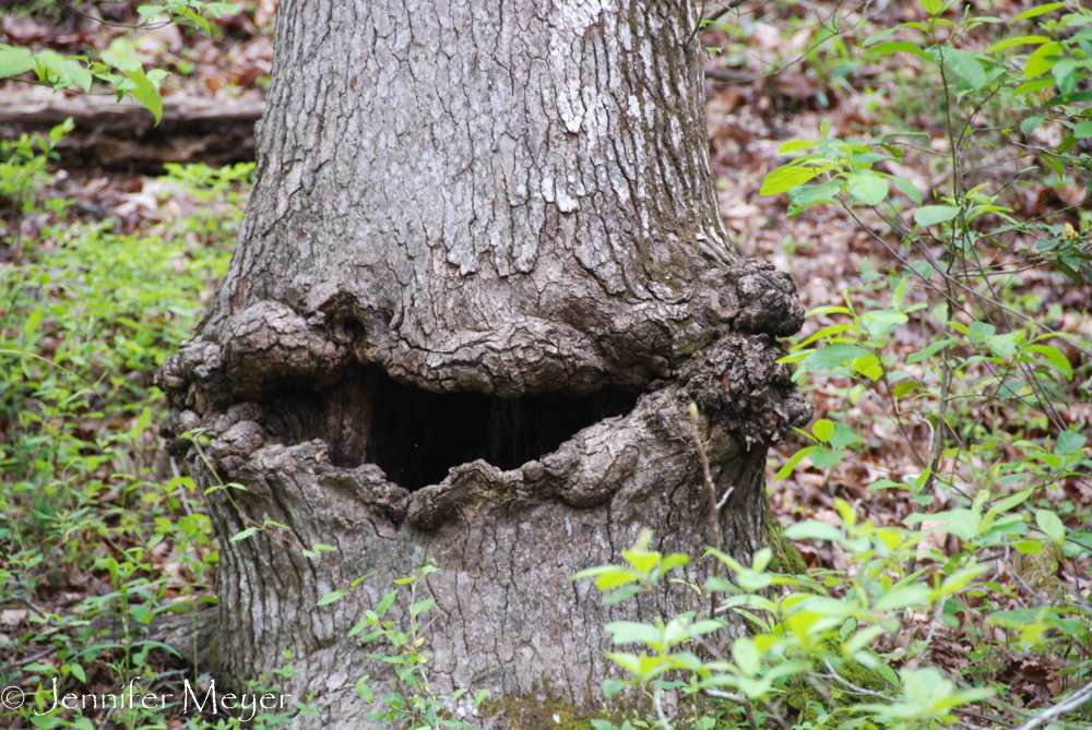 Tree with a smile.