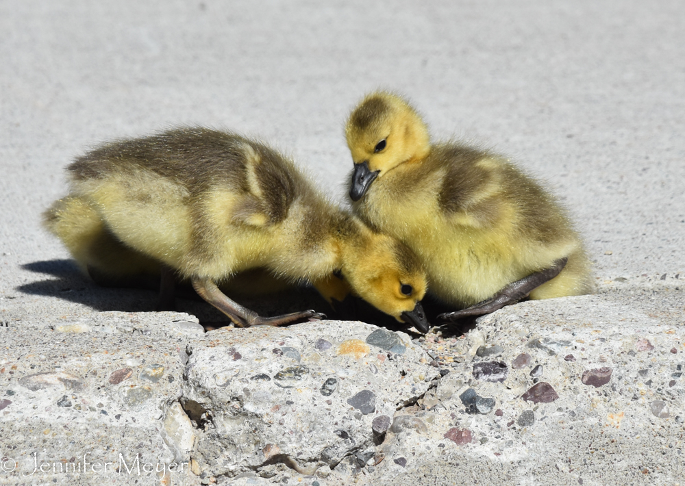 But at the Visitor Center, we saw loads of goslings.
