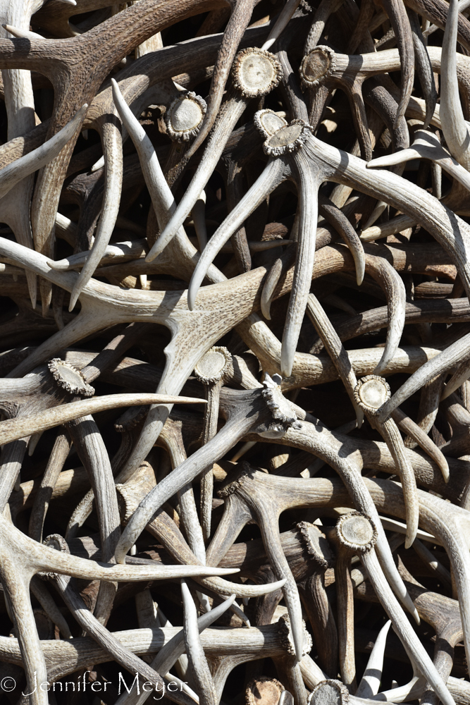 They are all antlers discarded by live elk in the winter.