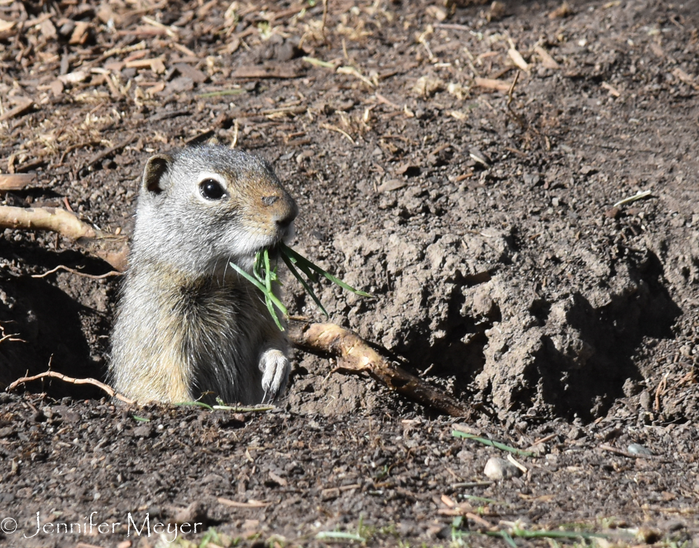 A prarie dog visitor.