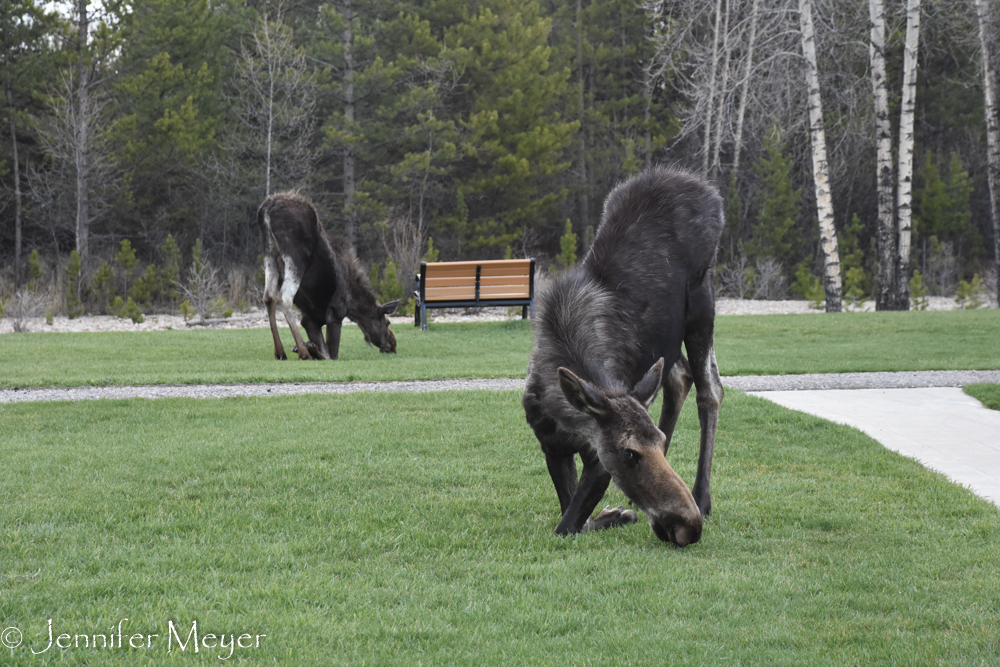 When we drove through Pinedale, we saw this sight in the city park.