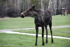 No antlers this time of year, and shedding winter coats.