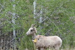 Way high up, and collared.