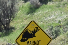 We didn't see a marmot.