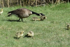 So many of them in the park.