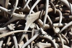 They are all antlers discarded by live elk in the winter.