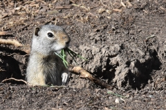 A prarie dog visitor.