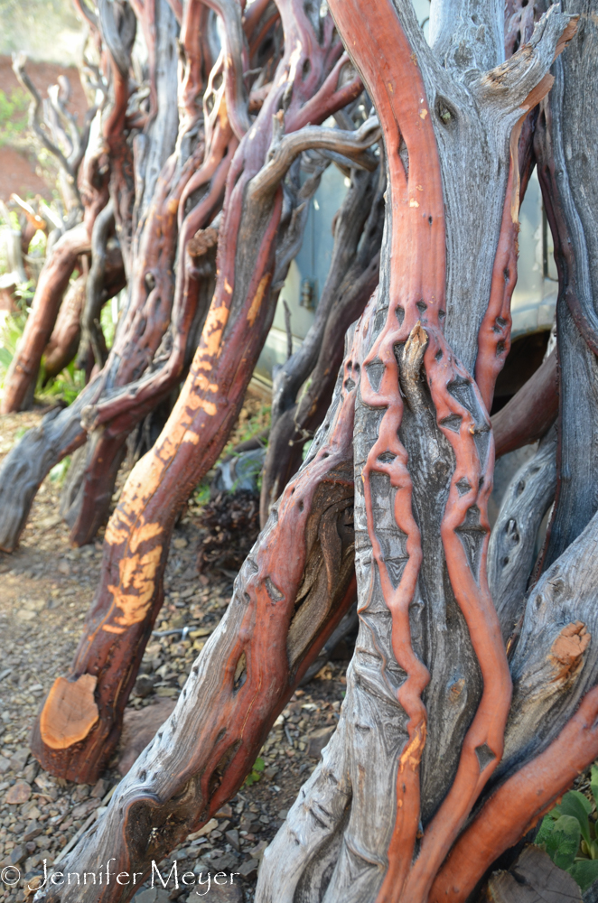 A collection of madrone branches?