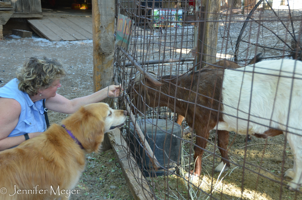Bailey got to meet a goat.