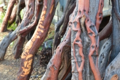 A collection of madrone branches?