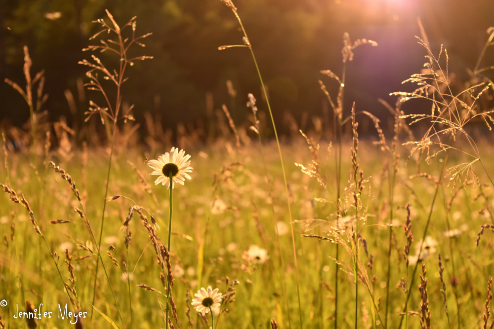 Daisies and grass in the field.