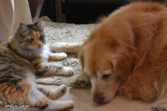 Bailey and Gypsy couldn't go in the house, but they enjoyed the yard.