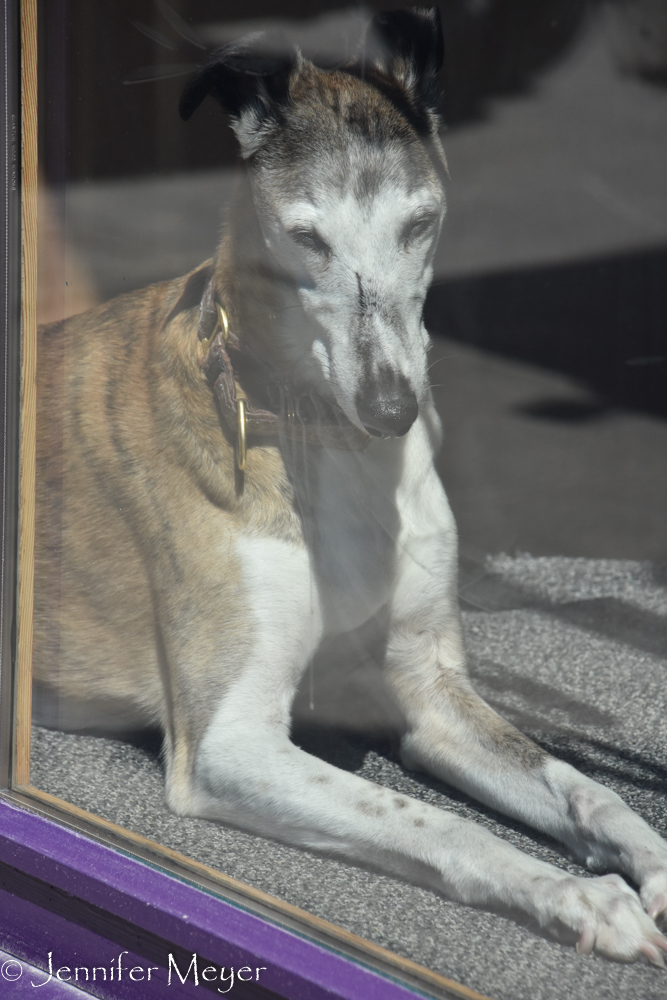 Dog in a shop window.