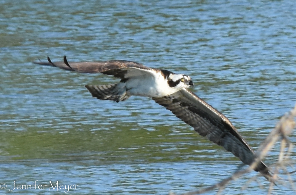 We watched an osprey fishing in an inlet.