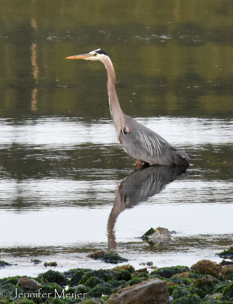 The last morning, Bailey and I took an early walk to the beach.