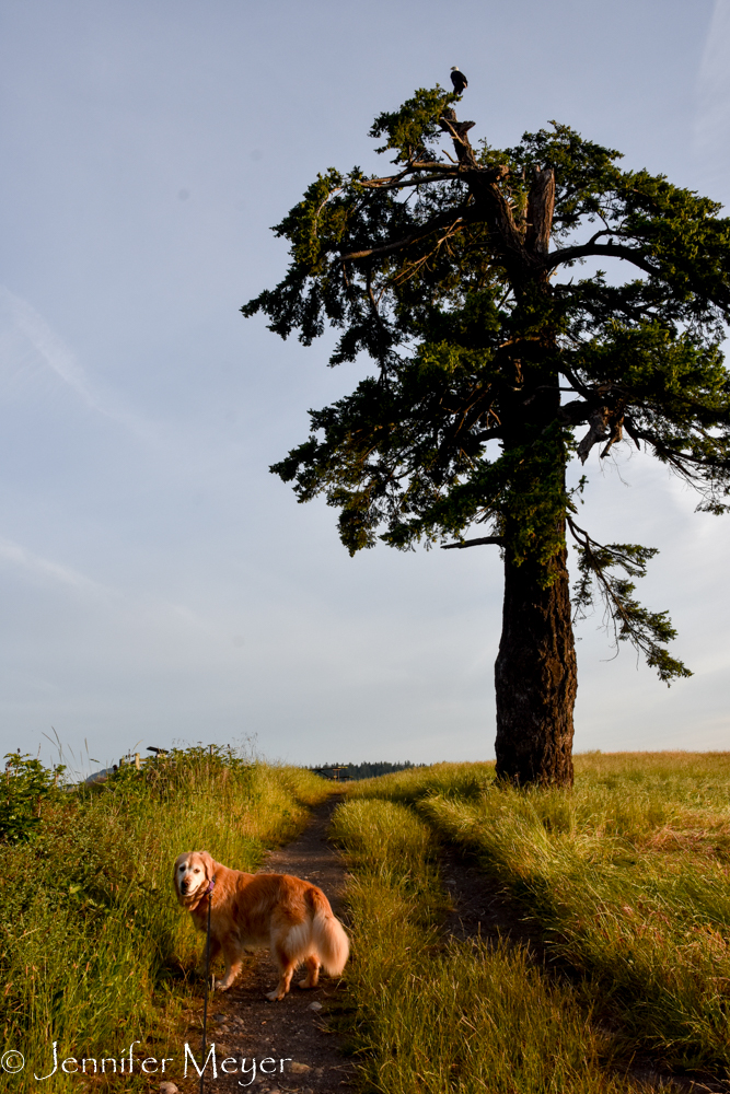 Look at the top of that tree.