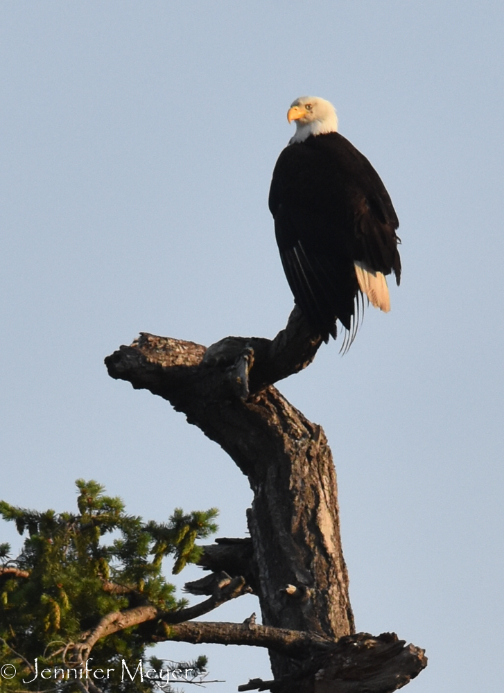 Yes, an eagle!