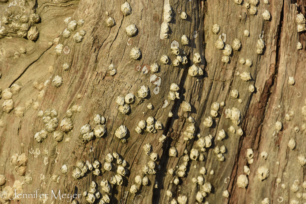 Barnacles on a tree.