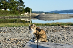 It made Gypsy nervous.