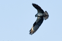 When the osprey hovered, Gypsy freaked out.