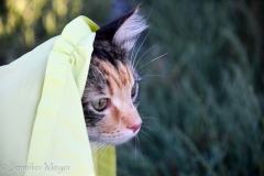 She hid under Kate's jacket.