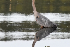 The last morning, Bailey and I took an early walk to the beach.