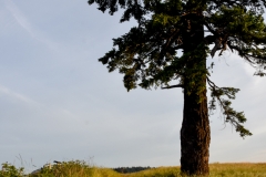 Look at the top of that tree.