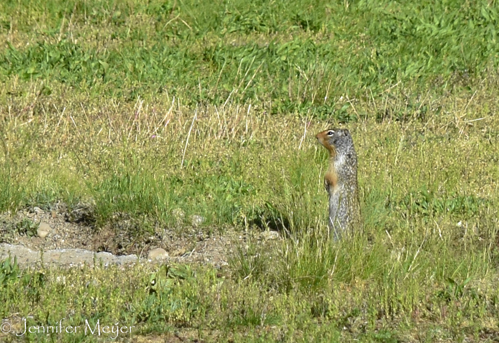 Except for a million prairie dogs.