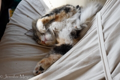 For a nap, Gypsy tucked herself into the seat cover.