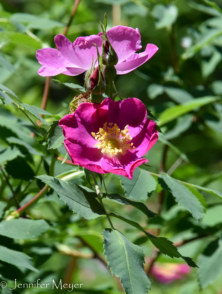 Wild roses in bloom.