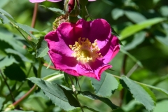 Wild roses in bloom.