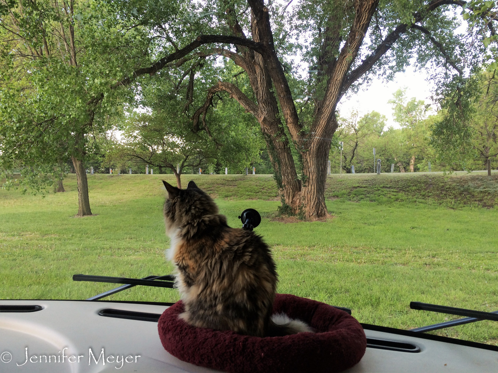 Gypsy liked the park view.