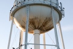 Crows watching the sunset from the water tower.