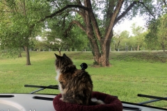 Gypsy liked the park view.