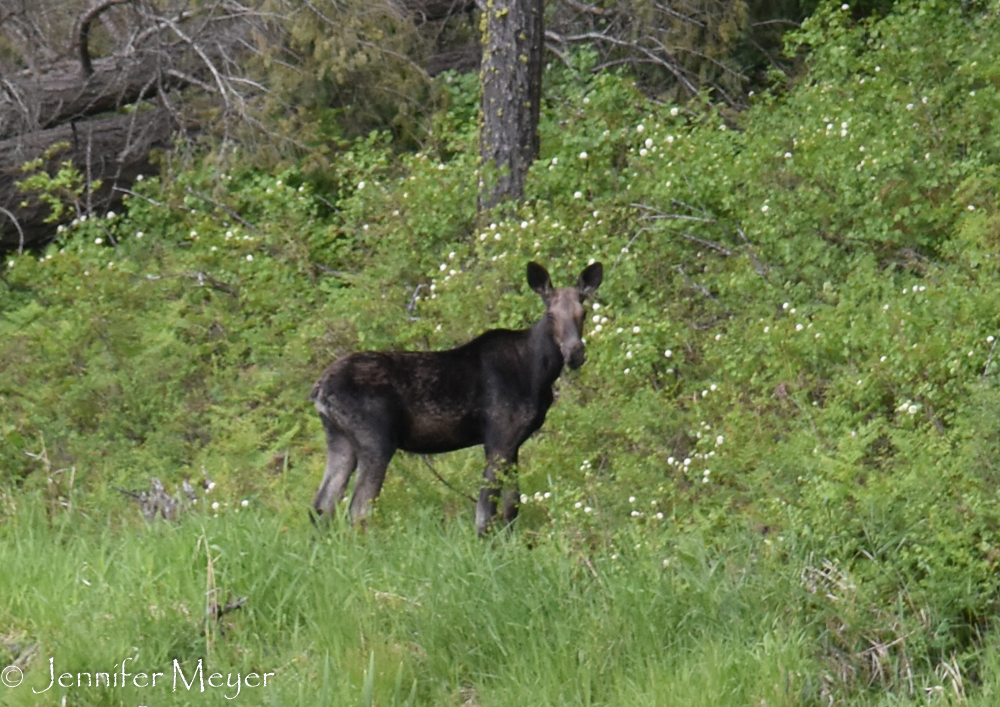 A moose!